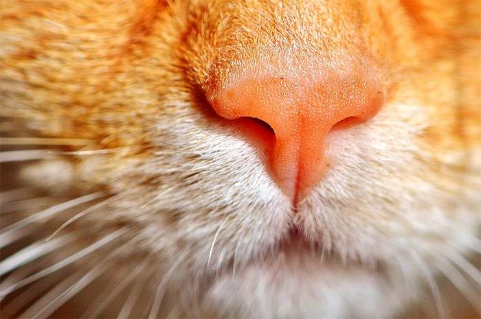 Нос кошки, фото фотография картинка