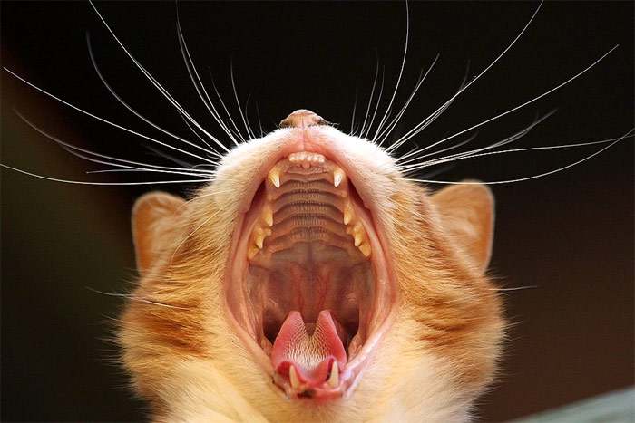 Зевающая кошка, фото фотография кошек pixabay