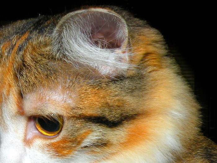 Ухо кошки, фото фотография картинка