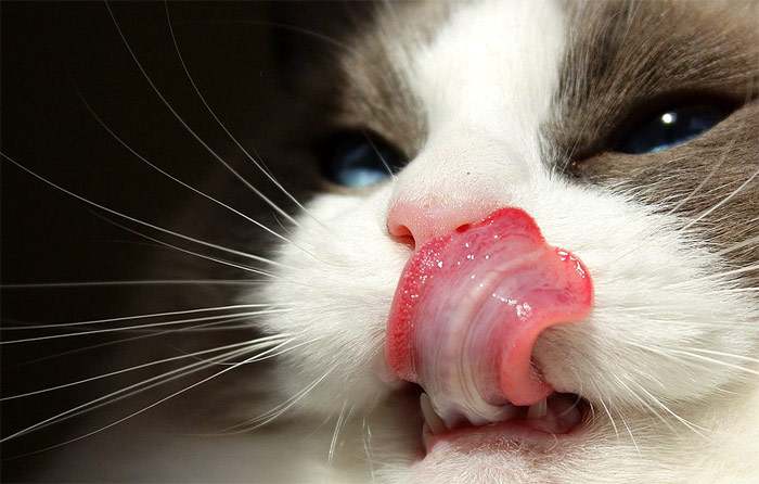 Облизывающаяся кошка, фото фотография кошек pixabay