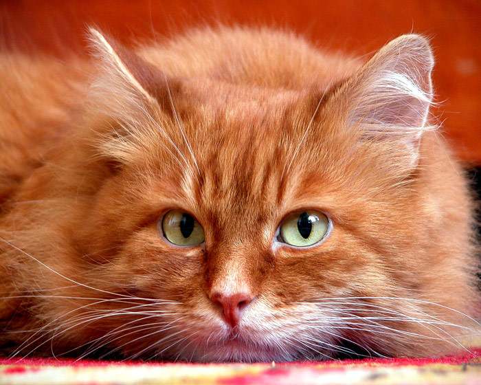 Морда рыжей лохматой кошки, фото фотография картинка