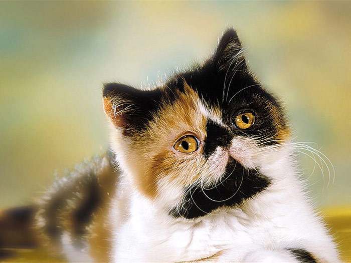Экзотическая кошка, фото фотография картинки кошек