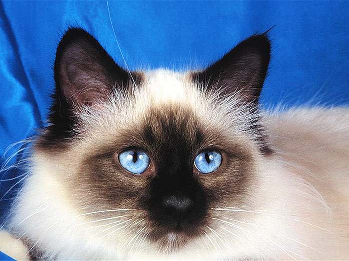 Бирманская кошка, фото фотография картинки кошек