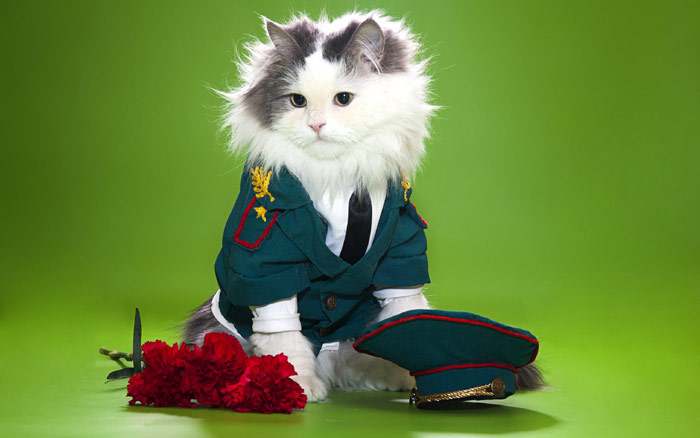 Длинношерстная кошка в военной форме, фото кошки примеры гороскоп фотография