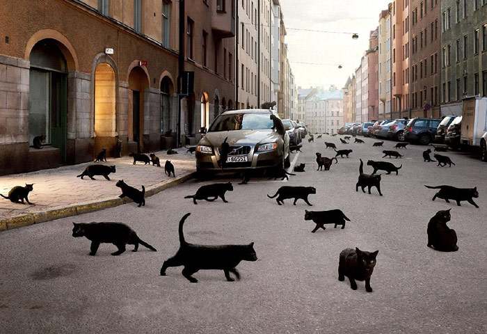 Много черных кошек на улице, кошки фотография фото
