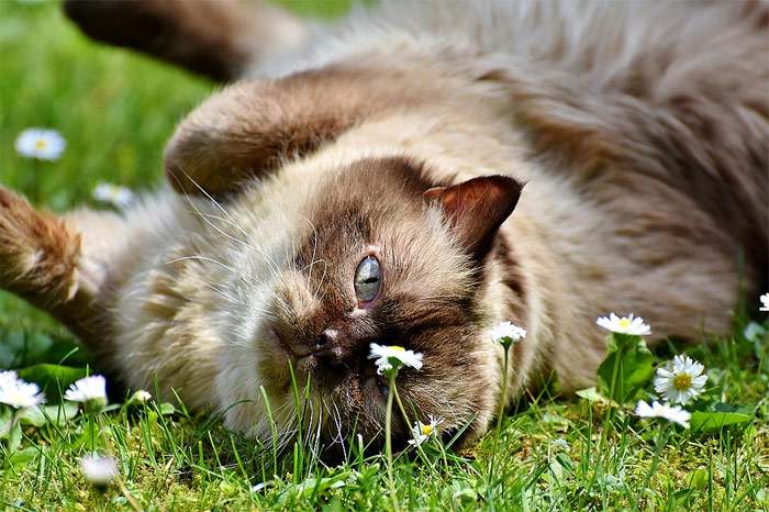 Британская короткошерстная кошка, фото кошки pixabay