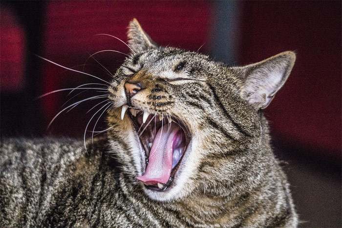 Зевающая кошка, зубы кошки, фото фотография
