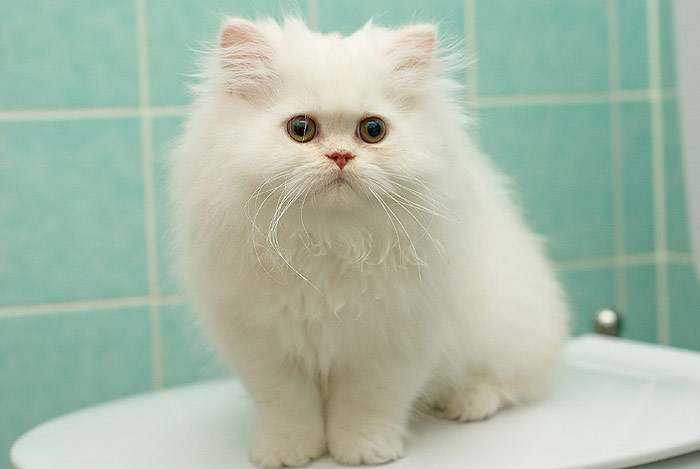 Персидский котенок, фото уход за кошкой фотография