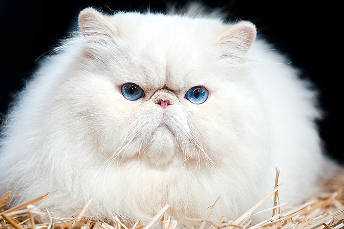 Перс экстремал с голубыми глазами, персидская кошка экстремального типа, фото уход за кошкой фотография