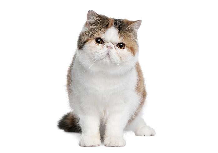 Экзот, экзотическая кошка, фотография фото