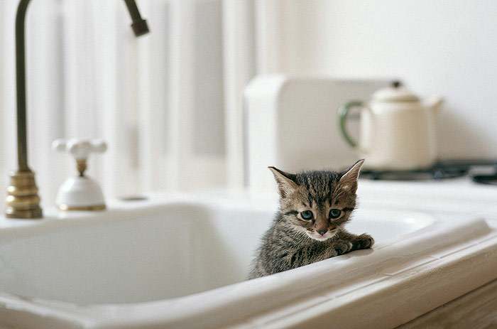 Маленький котенок в ванне, фотография фото