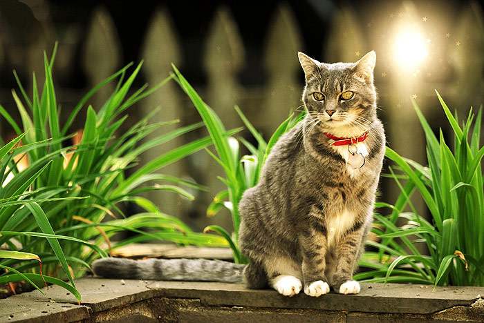Кошка на прогулке, фото фотография