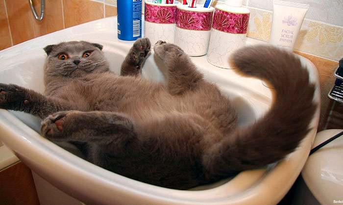Кошка в раковине, британский кот развалился в раковине фото фотография