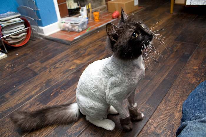 Подстриженная кошка, фото фотография