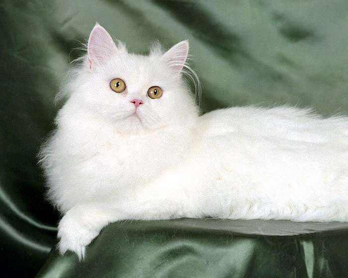 Белая персидская кошка, фото кошки уход фотография