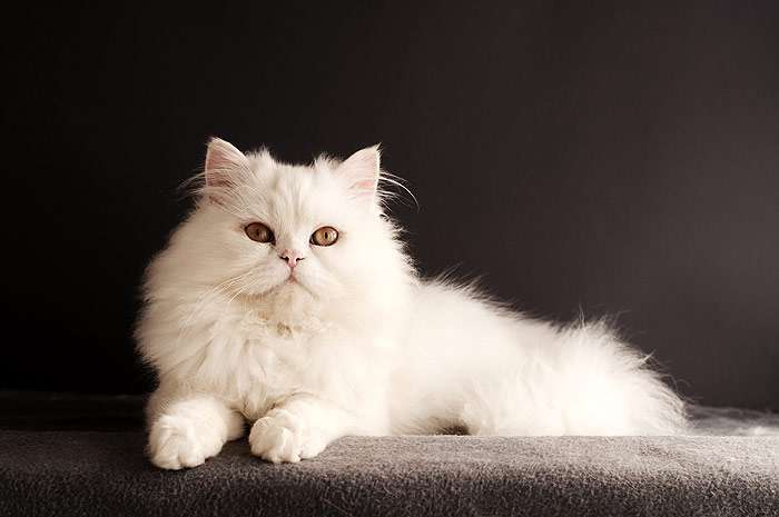 Белая персидская кошка, фото фотография