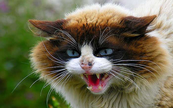 Морда агрессивной кошки, шипящий кот, фото фотография