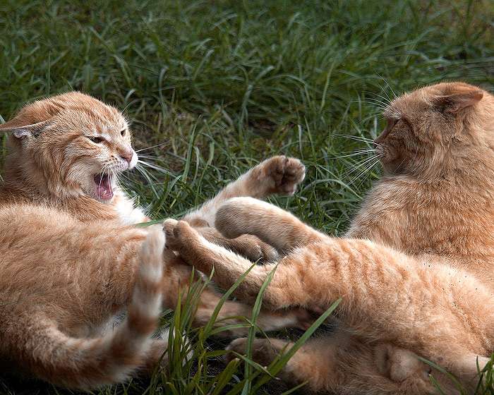 Кастрированные кот и кошка дерутся - 29 августа - Форум Зоовет