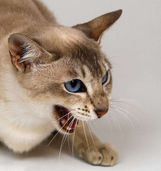 Недовольная злая кошка, фото фотография
