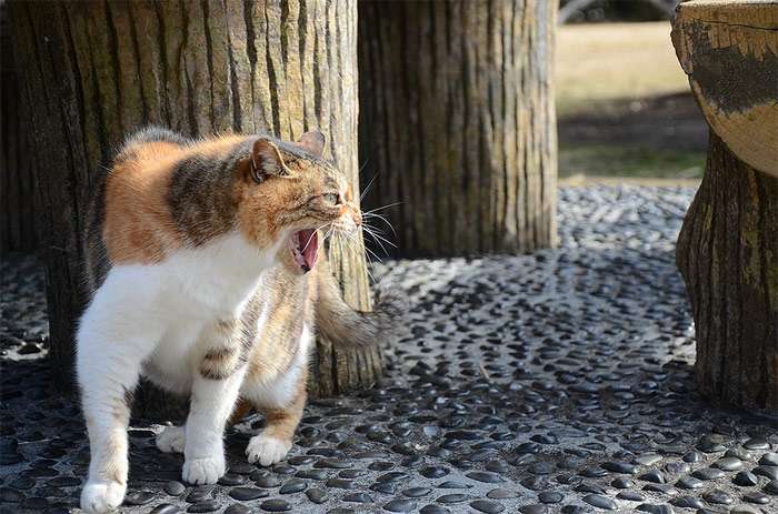 Шипящая кошка, дворовая кошка шипит, фото фотография