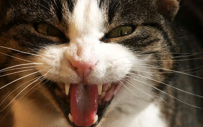 Злая кошка, фото агрессия кошки фотография