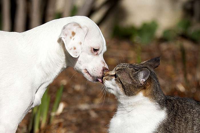 Белая собака и кошка, фото кошки фотография