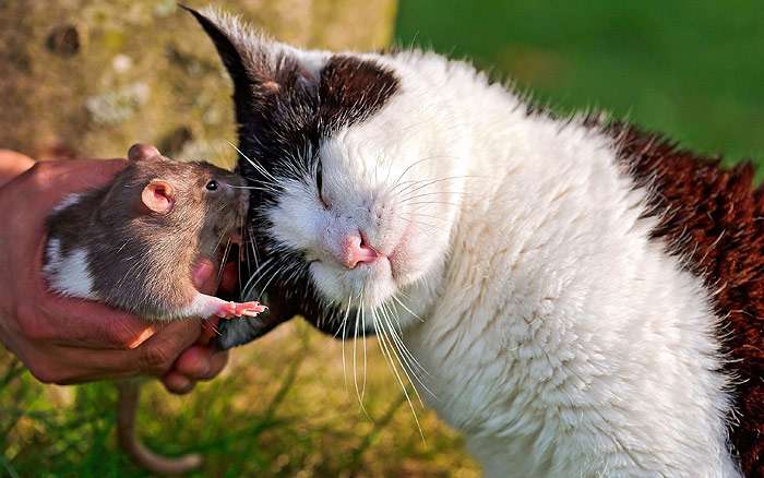 Кошка и декоративная крыса, фото кошки фотография