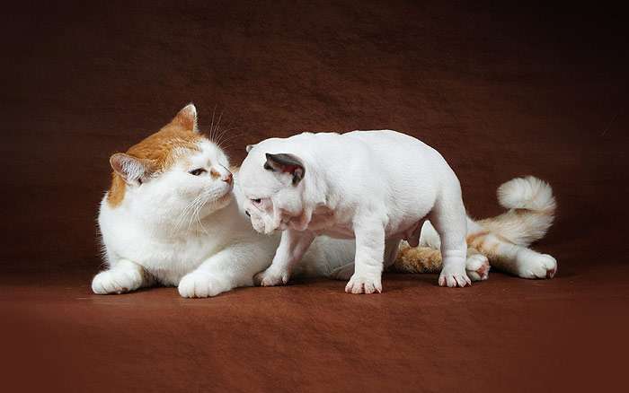 Британская короткошерстная кошка и щенок английского бульдога, фото фотография