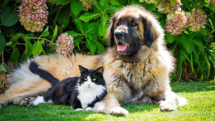 Леонбергер и кот, фото кошка и другие домашние животные фотография