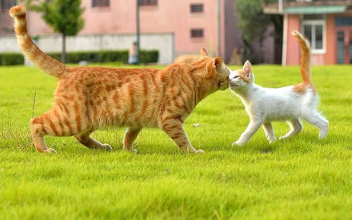 Встреча двух кошек на нейтральной территории, фото фотография
