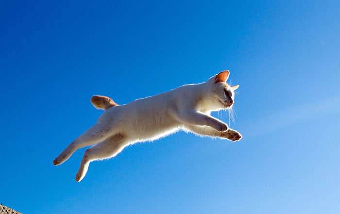 Прыжок кошки, фото фотография