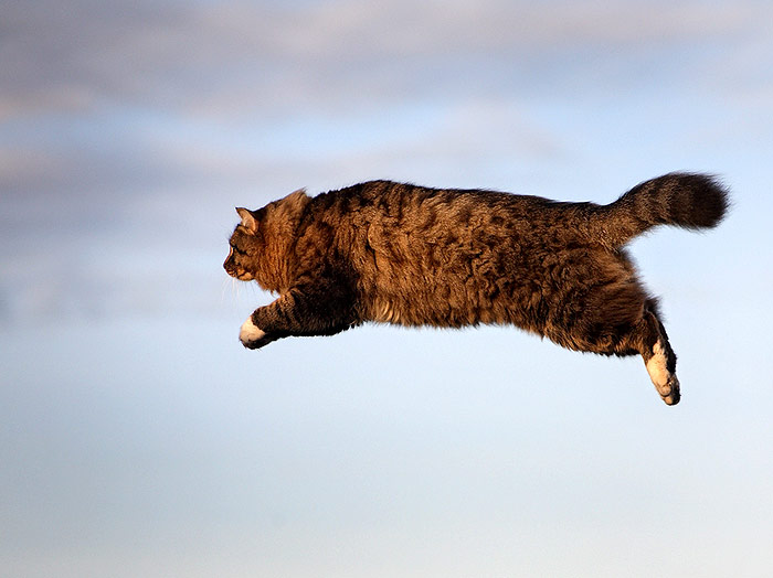 Пушистый кот куда-то прыгает, фото фотография