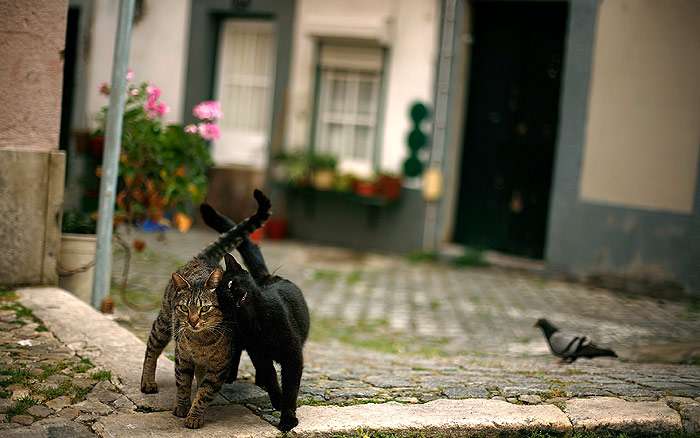 Два кота на улице трутся друг об друга, фото фотография