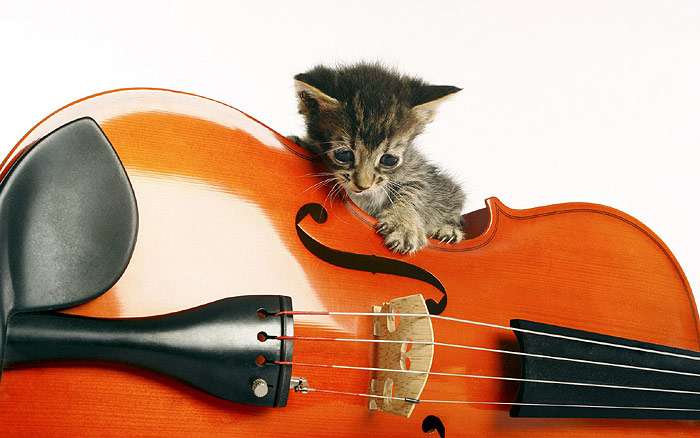 Маленький котенок вцепился в гитару, фото фотография