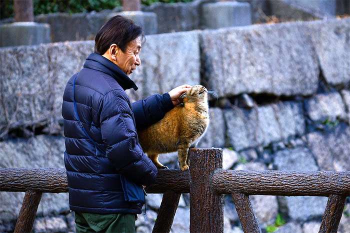 Мужчина японец гладит уличную кошку, фото фотография