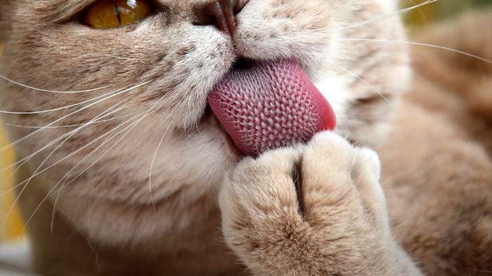 Британский короткошерстный кот вылизывает шершавым языком свою лапку, фото фотография