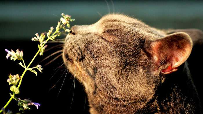 Кот нюхает цветы валериану, фото фотография