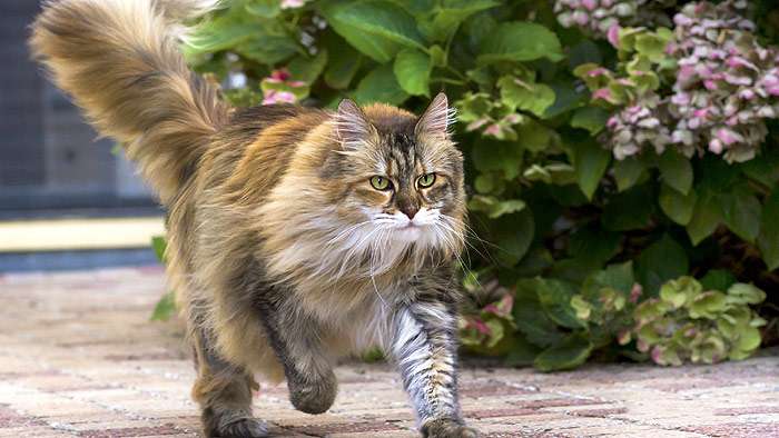 Сибирский кот куда-то бежит, фото фотография кошки
