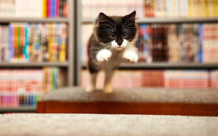 Прыгающий котенок, фото фотография кошки