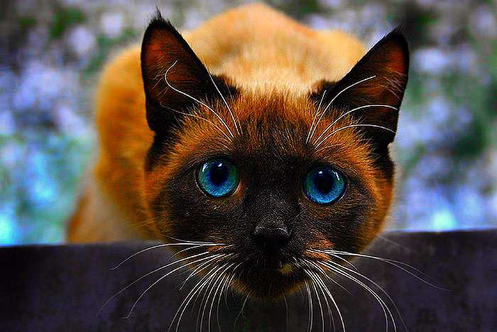 Тайский кот смотрит на тебя сверху, фото фотография кошки