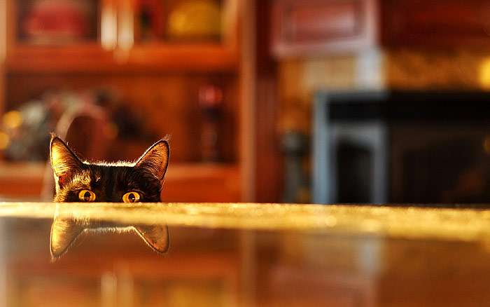 Черная кошка выглядывает из-за стола, фото кошки фотография
