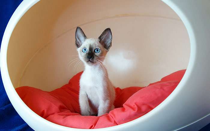 Маленький котенок в своем уютном домике, фото фотография кошки
