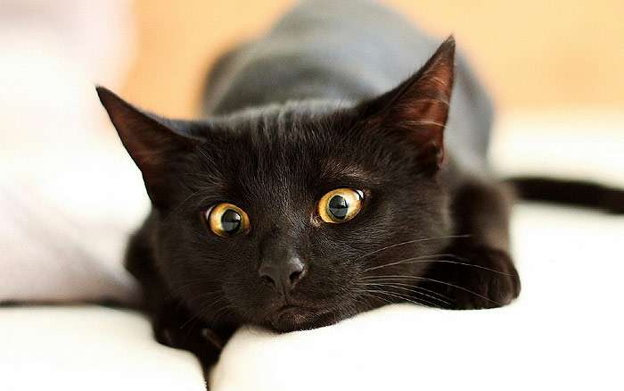 Испуганная черная кошка, фото фотография кошки