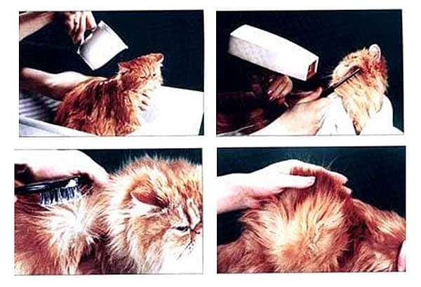 Подготовка персидской кошки к выставке, фото фотография