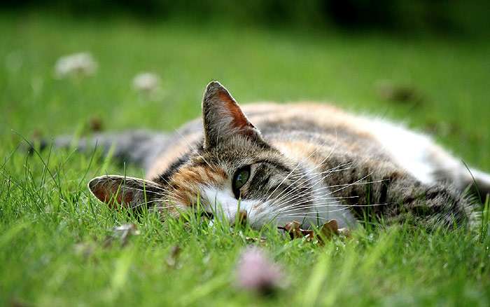 Кошка валяется в траве, фото породы кошек фотография картинка