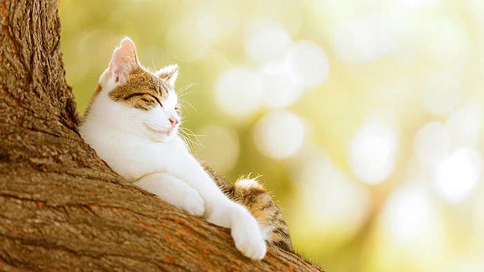 Кошка в солнечный день лежит на дереве, фото фотография 