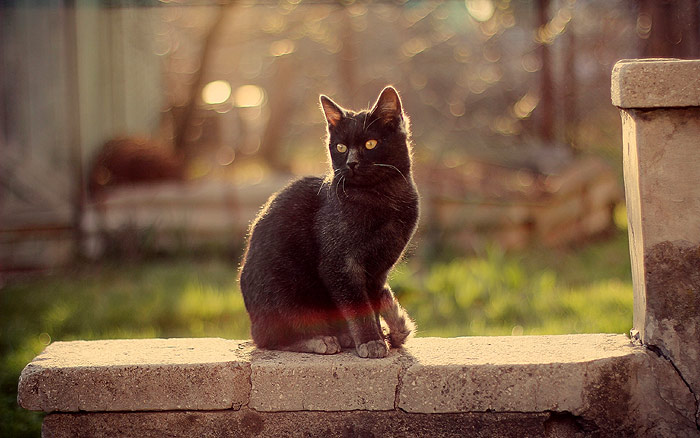 Черная кошка осматривает окрестности с высоты, фото фотография