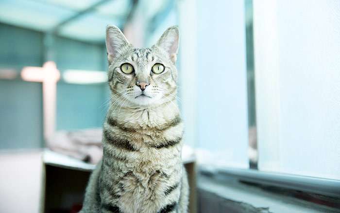 Светлая кошка на балконе, фото психология кошки фотография