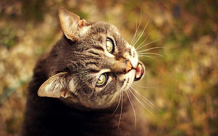 Мяукающая старая кошка, фото психология кошки фотография