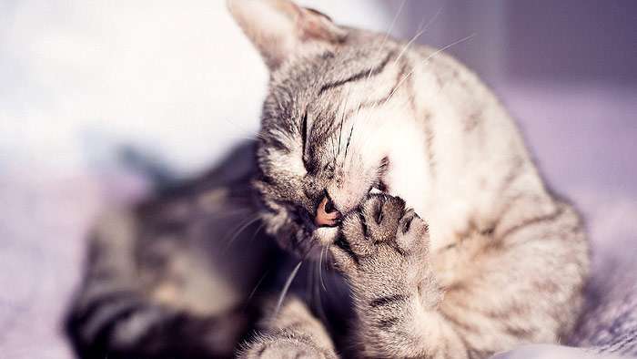 Кошка грызет себе когти, фото фотография кошки